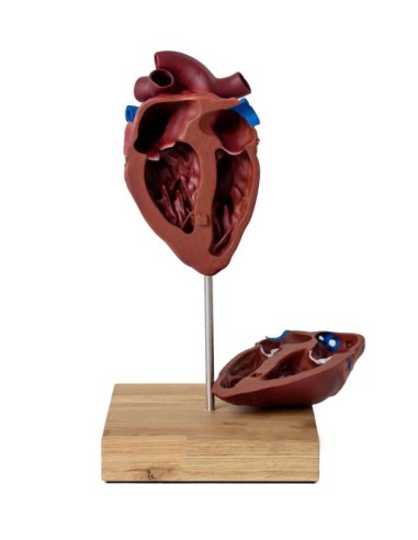 Herz eines Pferdes in kleinem Maßstab Erler...