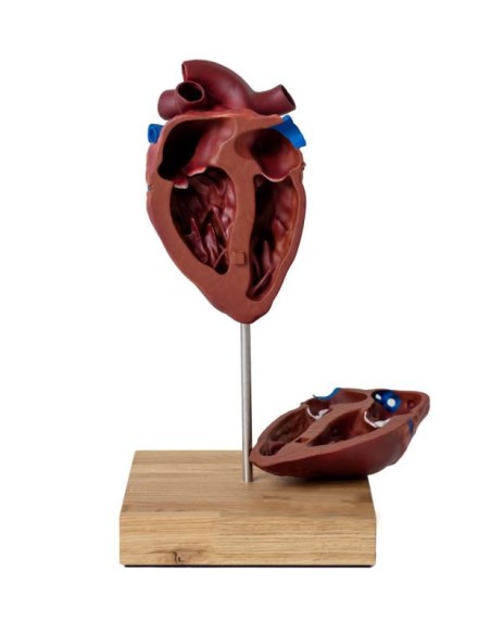 Herz eines Pferdes in kleinem Maßstab Erler Zimmer VET1510