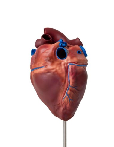 Herz eines Pferdes in kleinem Maßstab Erler...