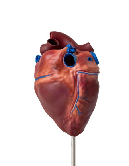 Herz eines Pferdes in kleinem Maßstab Erler Zimmer VET1510