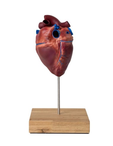 Herz eines Pferdes in kleinem Maßstab Erler...