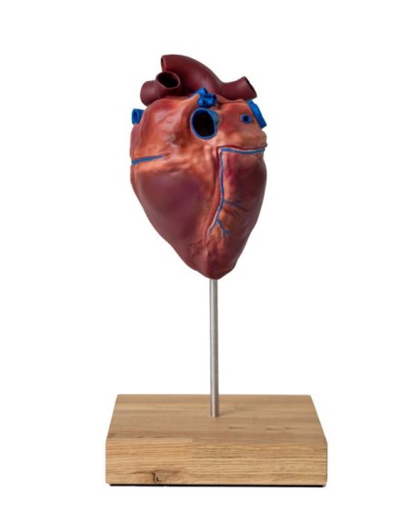 Herz eines Pferdes in kleinem Maßstab Erler Zimmer VET1510