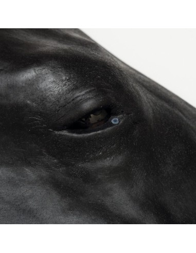 Erler Zimmer Horse Head Simulator SRE0651