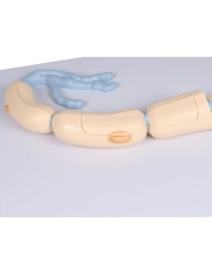 Anatomical model of Neuron enlarged 3000 times, in 2...