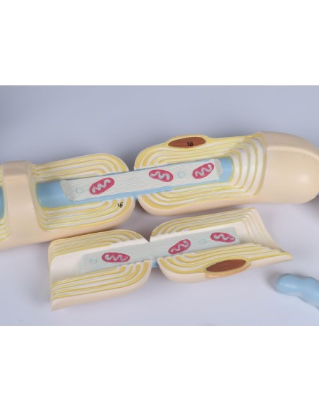 Modèle anatomique de neurone agrandi 3000 fois, en 2 parties Erler Zimmer C640