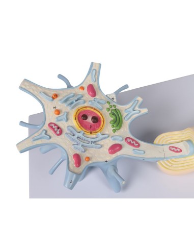 Modèle anatomique de neurone agrandi 3000 fois,...