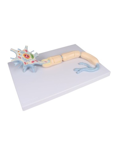 Modèle anatomique de neurone agrandi 3000 fois,...