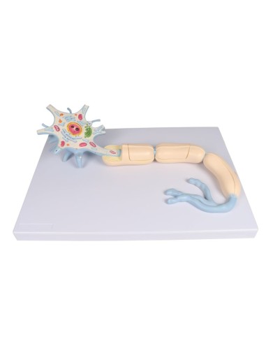 Modèle anatomique de neurone agrandi 3000 fois,...