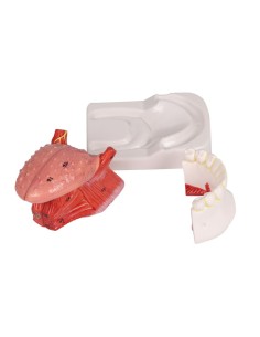 Modello di lingua e denti, grandezza naturale, 4 parti...