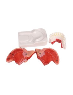 Modello di lingua e denti, grandezza naturale, 4 parti... 2