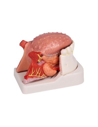 Modelo de lengua y dientes, tamaño natural, 4...