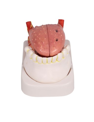 Modelo de lengua y dientes, tamaño natural, 4...