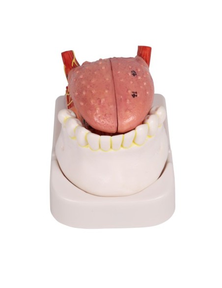 Modelo de lengua y dientes, tamaño natural, 4 piezas Erler Zimmer EZ-D443