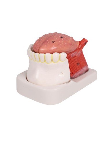 Modèle de langue et de dents, grandeur nature,...