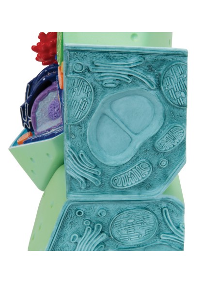Modello di cellula vegetale - 3B Scientific R05