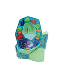 Modello di cellula vegetale - 3B Scientific R05 2