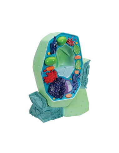 Plant cell model - 3B Scientific R05