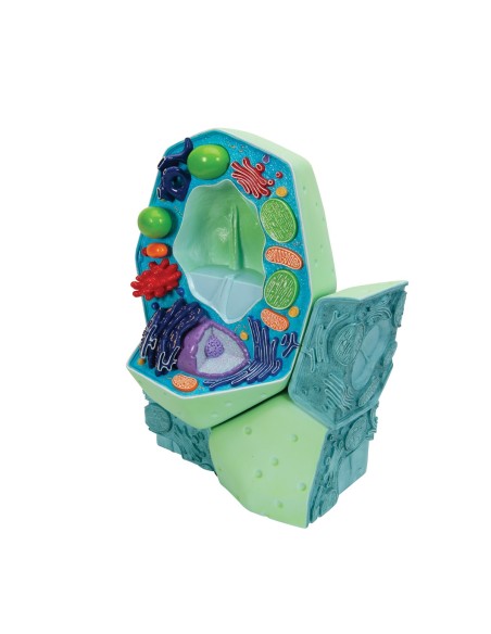 Modelo de célula vegetal - 3B Scientific R05