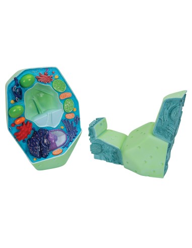 Modelo de célula vegetal - 3B Scientific R05