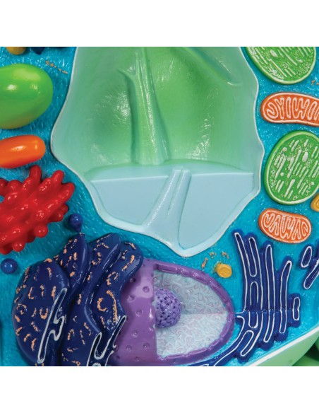 Plant cell model - 3B Scientific R05