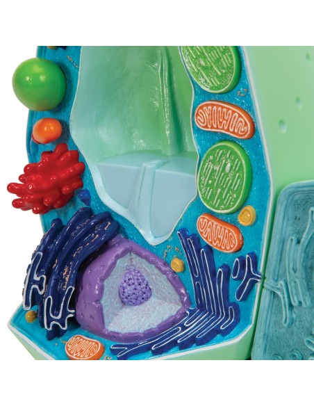 Pflanzenzellmodell - 3B Scientific R05