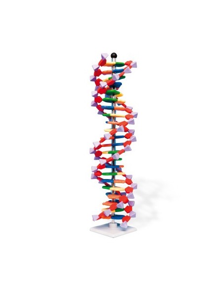 DNA double helix model, 22 segments, assembly kit W19762