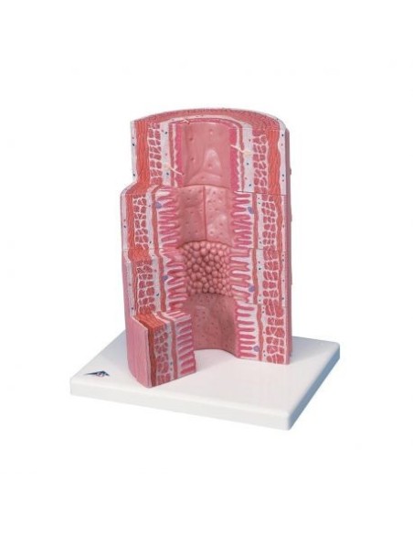 3B Scientific, MICROanatomía, Tubo digestivo modelo K23