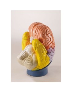 Erler Zimmer, las regiones del cerebro humano, ampliadas...