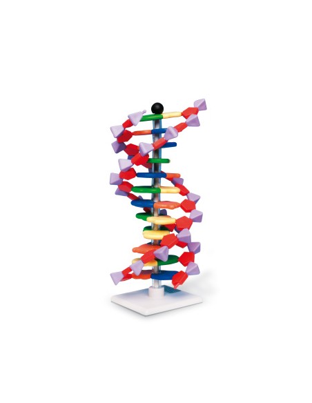 Doppelhelix-DNA-Vorlage, 12 Segmente, miniDNA Assembly Kit W19763