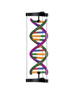 DNA-Doppelhelix-Modell, Bausatz für Studenten 3B... 2