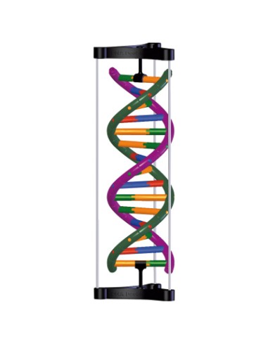 DNA double helix model, student assembly kit 3B...