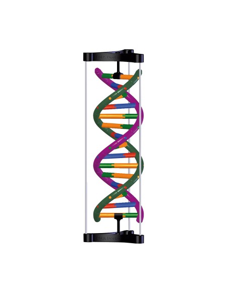 DNA double helix model, student assembly kit 3B Scientific 1005300