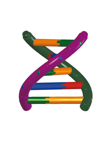 Modello di DNA a doppia elica, kit di montaggio per studenti 3B Scientific 1005300
