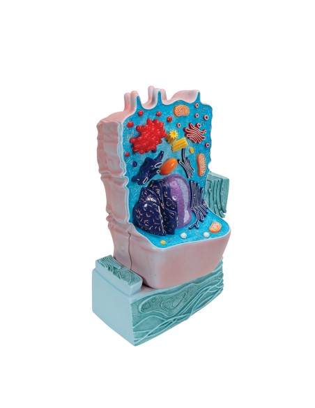 Modèle cellulaire animal - 3B Scientific R04