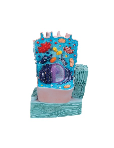 Tierisches Zellmodell - 3B Scientific R04