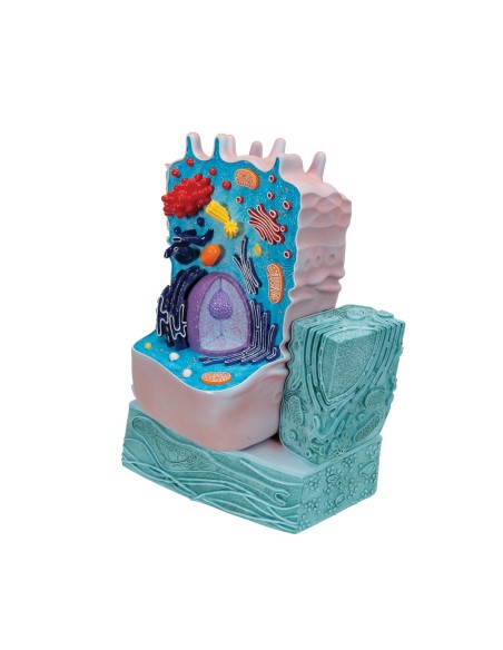 Modelo celular animal - 3B Scientific R04