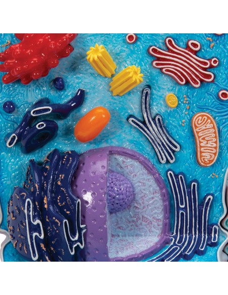 Modello di cellula animale - 3B Scientific R04
