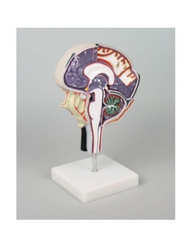 Erler Zimmer, modellino anatomico di...