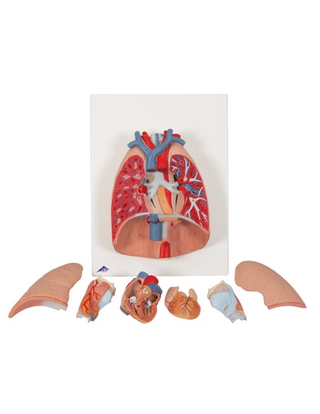 Polmone con laringe, scomponibile in 7 parti 3B Scientific G15