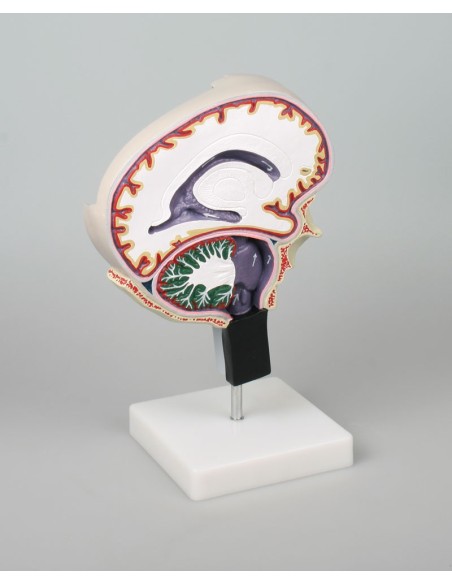 Erler Zimmer, modellino anatomico di circolazione dei fluidi cerebrospinali C76