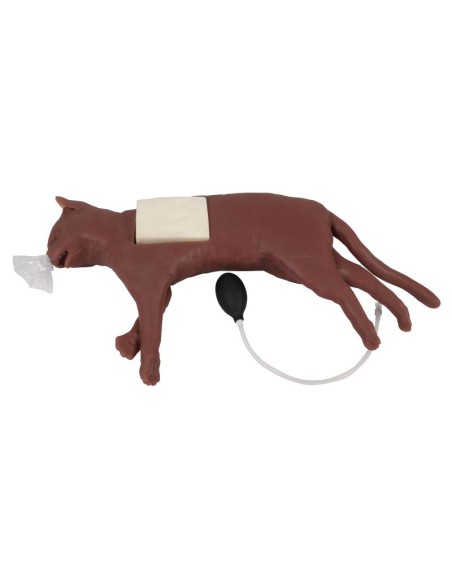 Cat simulator for CPR training CaPPeR Erler Zimmer VET4880