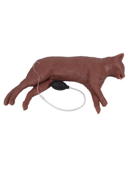 Cat simulator for CPR training CaPPeR Erler Zimmer VET4880