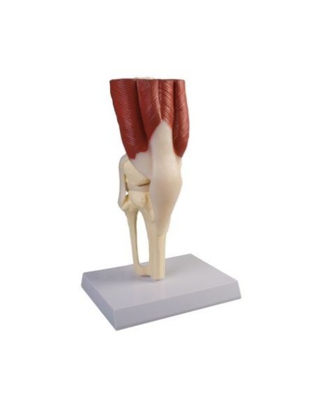 Erler Zimmer, anatomical model of the knee joint with ligaments and muscles 4662