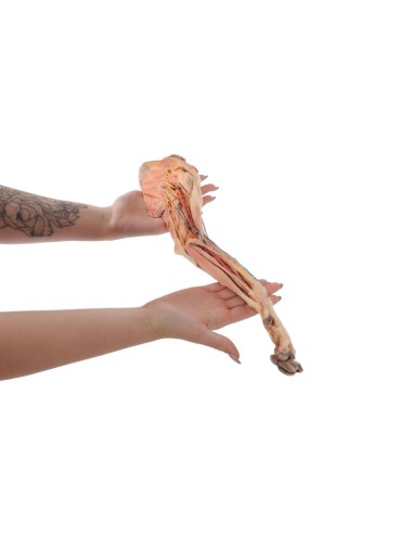 Membres antérieurs du chien – Muscles, tendons,...