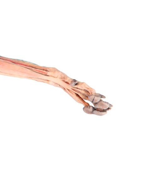 Membres antérieurs du chien – Muscles, tendons, ligaments, vaisseaux et nerfs distaux jusqu'au coude VP9010