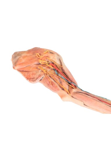 The Dog's Forequarter – Muscles, Tendons,...