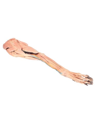 The Dog's Forequarter – Muscles, Tendons,...