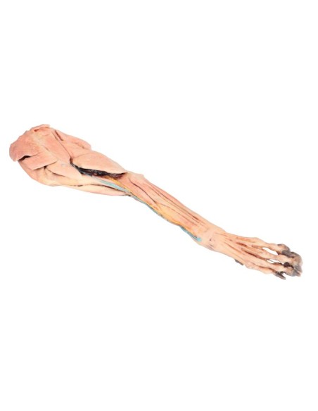 Membres antérieurs du chien – Muscles, tendons, ligaments, vaisseaux et nerfs distaux jusqu'au coude VP9010