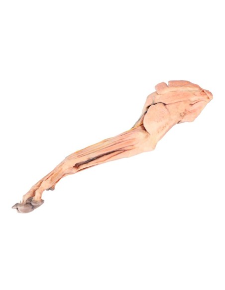 Membres antérieurs du chien – Muscles, tendons, ligaments, vaisseaux et nerfs distaux jusqu'au coude VP9010