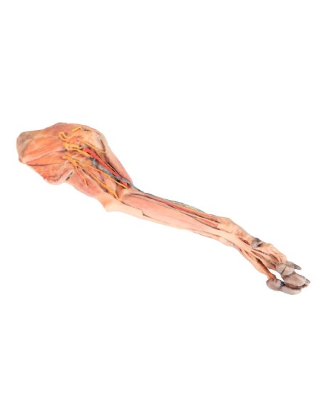 The Dog's Forequarter – Muscles, Tendons, Ligaments, Blood Vessels, and Nerves Distal to the Elbow VP9010